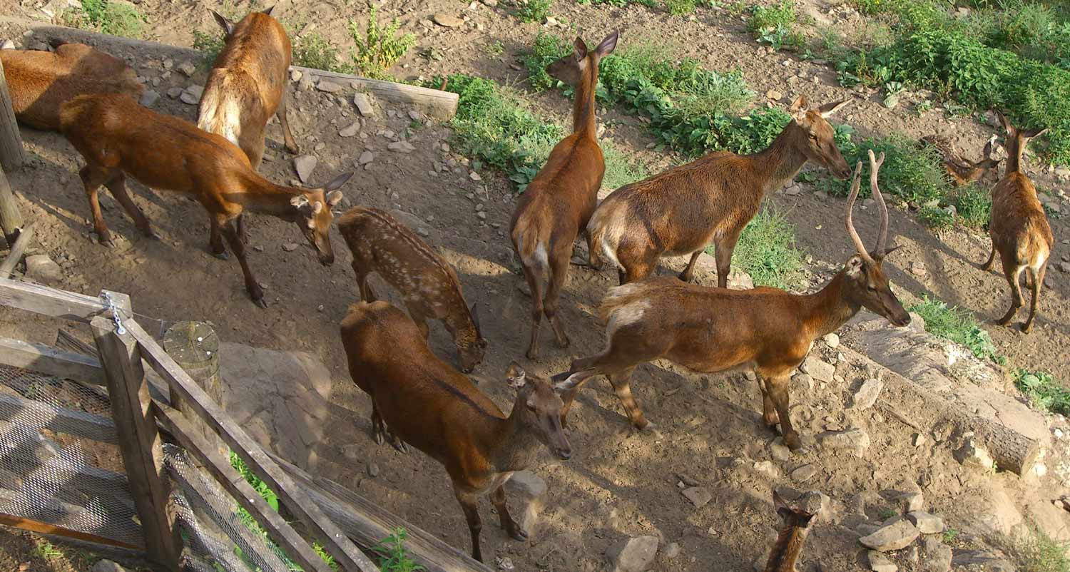 Rotwildgehege am Tumlhof