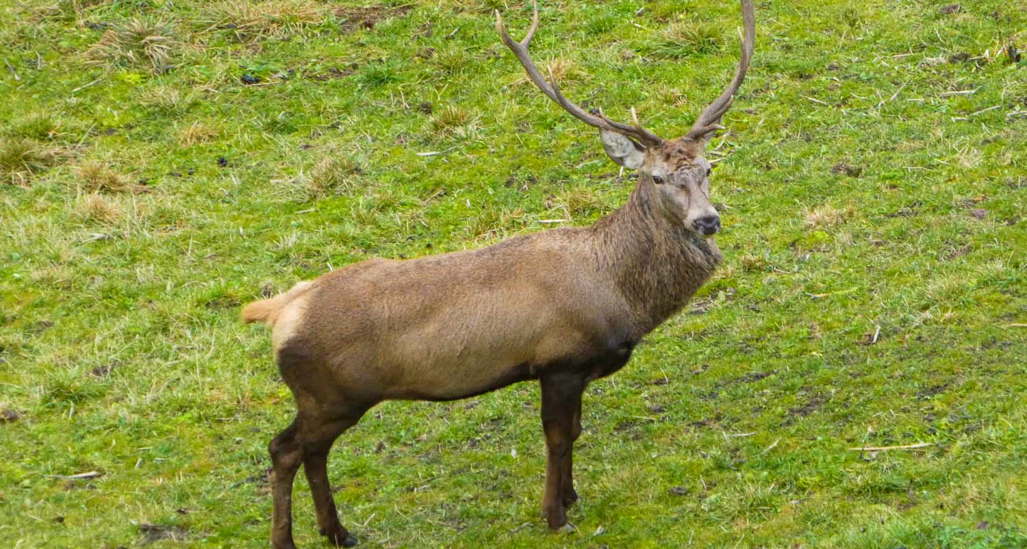 Rotwildgehege am Tumlhof