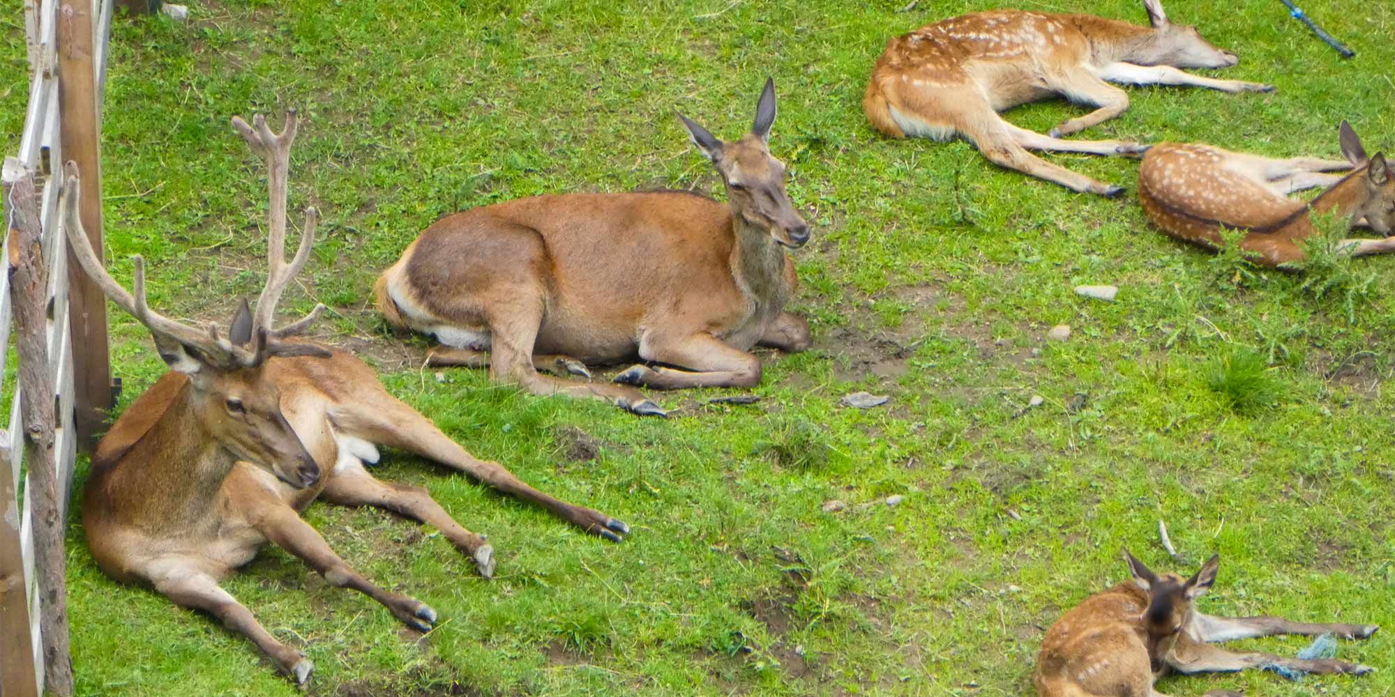 Rotwildgehege am Tumlhof