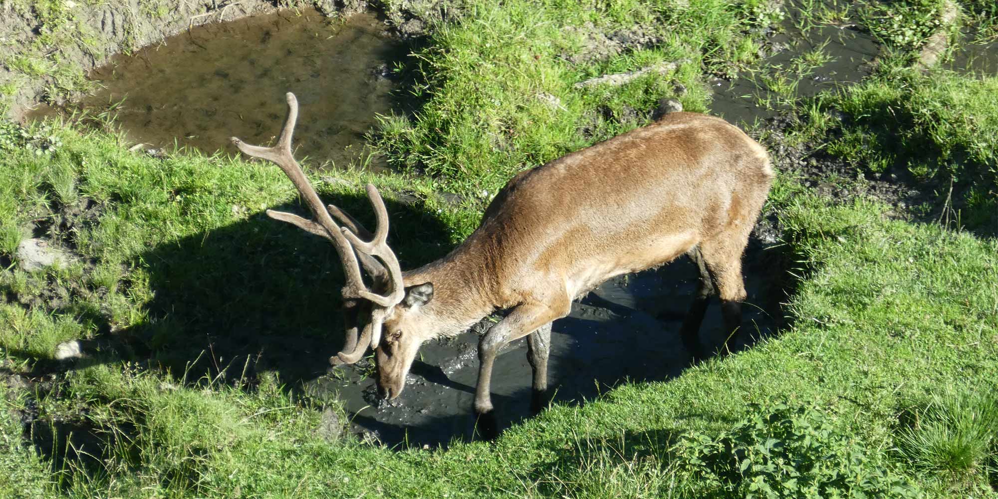 Recinto dei cervi al Mao Tumlhof