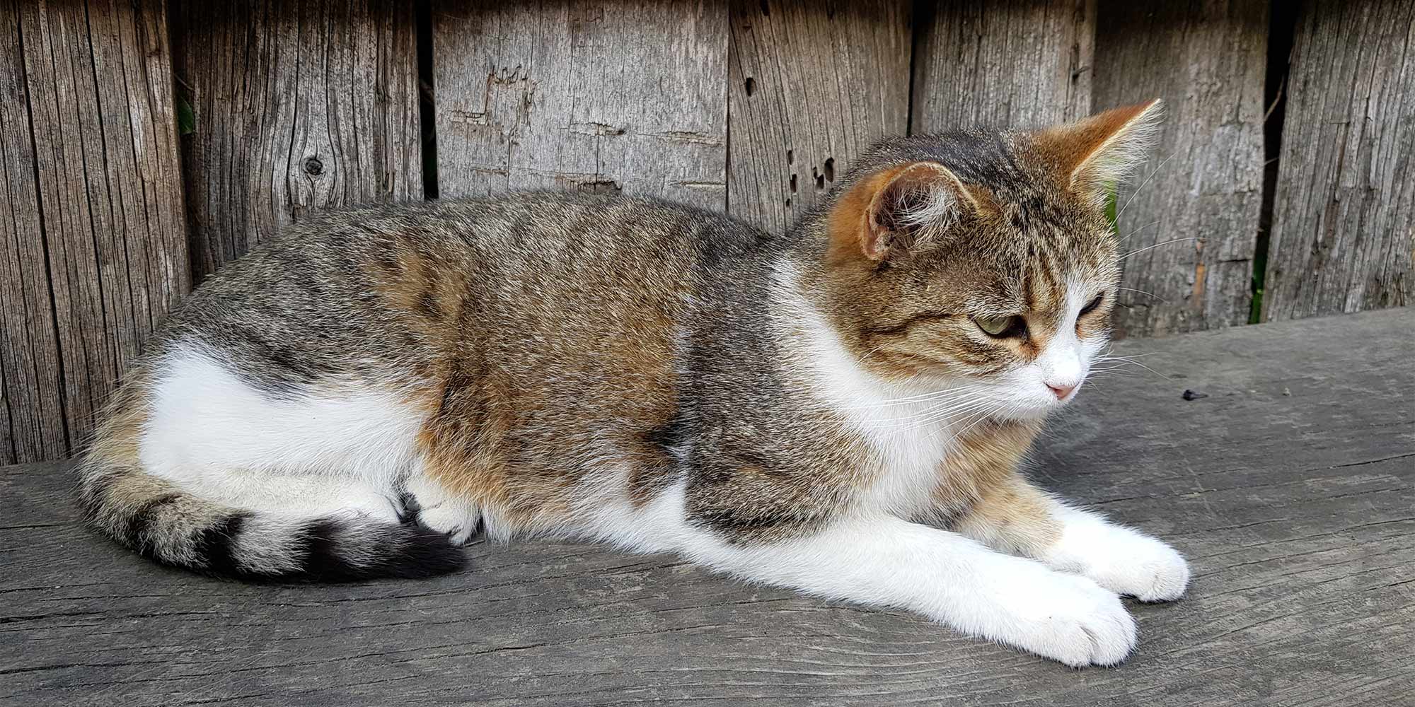 Spielplatz und Tiere am Tumlhof