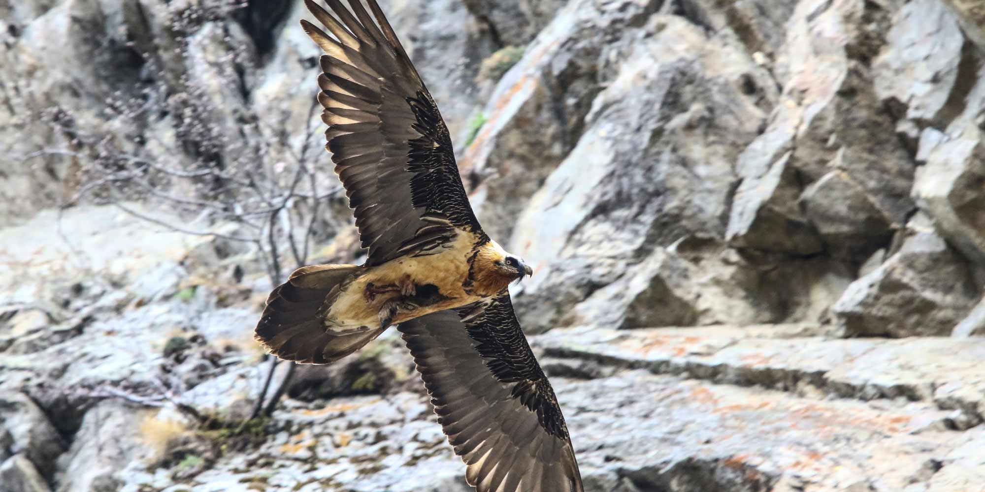 Spielplatz und Tiere am Tumlhof